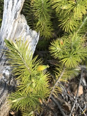 Stenanthera pinifolia