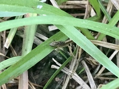 Pseudopachybrachius basalis