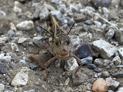 Hippiscus ocelote