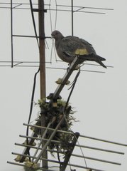 Patagioenas picazuro