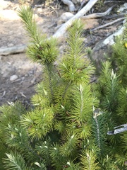 Stenanthera pinifolia