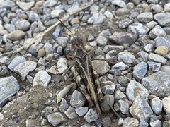Hippiscus ocelote