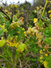 Tropaeolum
