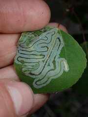 Phyllocnistis populiella