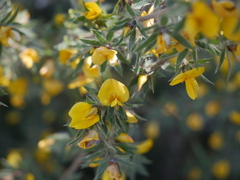 Pultenaea involucrata