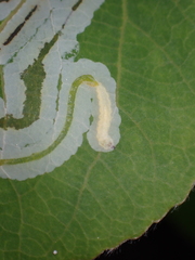 Phyllocnistis populiella