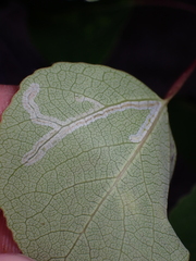 Phyllocnistis populiella
