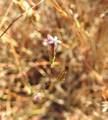 Lessingia micradenia