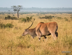 Tragelaphus oryx pattersonianus