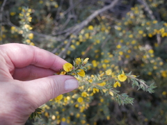 Pultenaea involucrata