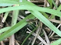 Pseudopachybrachius basalis