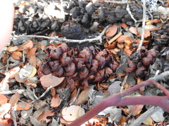 Kopsiopsis strobilacea