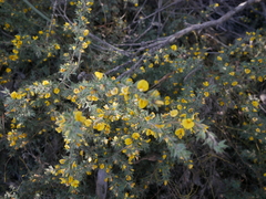 Pultenaea involucrata