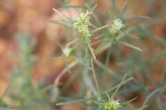 Salsola australis
