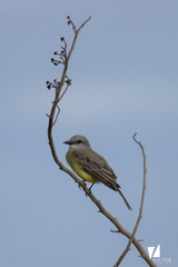 Tyrannus melancholicus