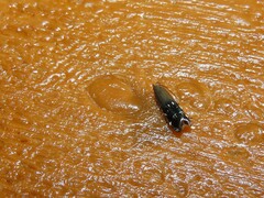 Anacampsis levipedella