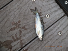 Notemigonus crysoleucas