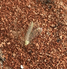 Chrysopa quadripunctata