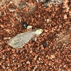 Chrysopa quadripunctata