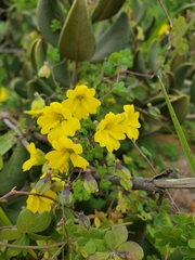 Tropaeolum