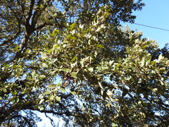 Quercus × eplingii