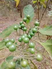 Solanum