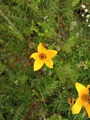 Bidens serrulata