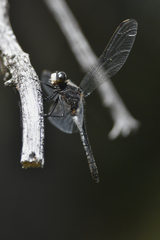 Leucorrhinia intacta