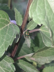 Diabrotica speciosa