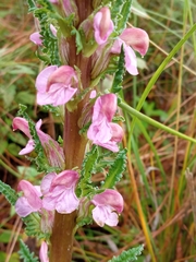 Pedicularis mexicana
