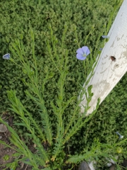 Linum usitatissimum