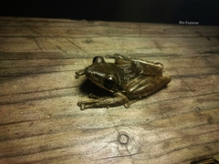 Polypedates leucomystax