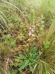 Pedicularis mexicana