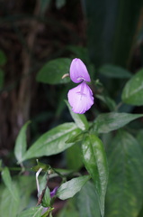 Dicliptera tinctoria