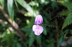 Dicliptera tinctoria