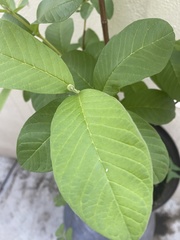 Psidium guajava