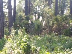 Cortaderia selloana