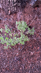 Brickellia californica