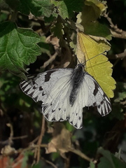 Tatochila