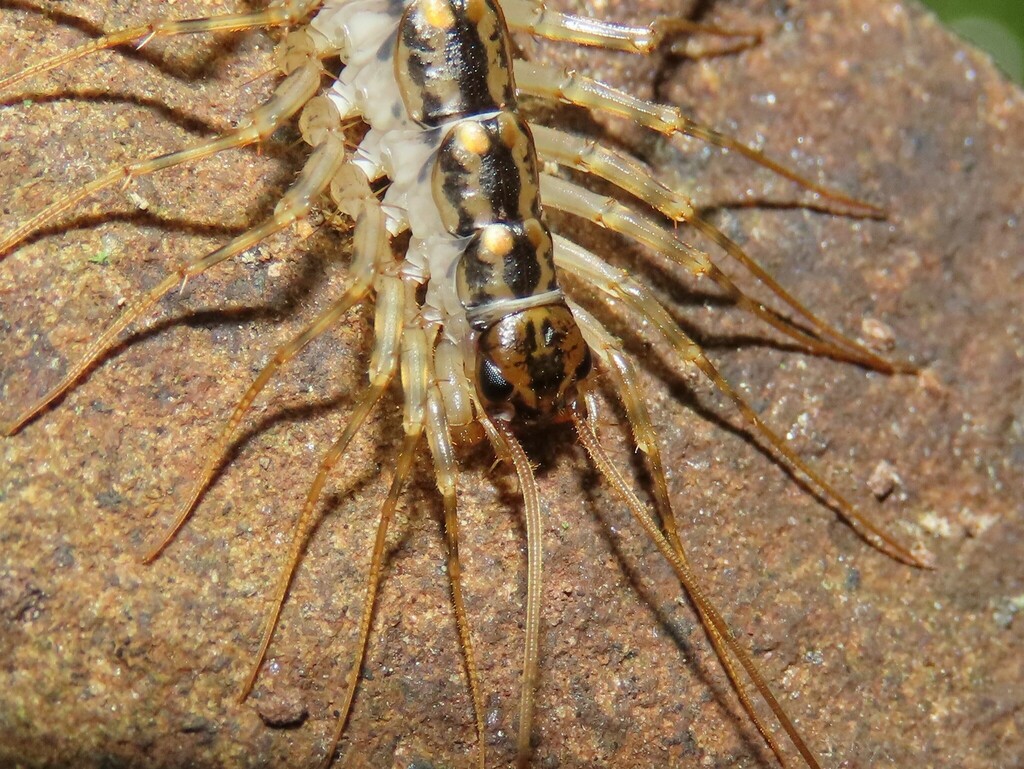 Japanese House Centipede