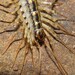 Thereuonema tuberculata - Photo (c) averagewalrus, algunos derechos reservados (CC BY), subido por averagewalrus