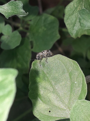 Pantomorus postfasciatus