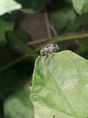 Pantomorus postfasciatus