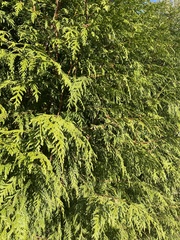 Thuja plicata