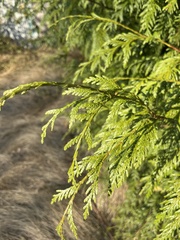 Thuja plicata