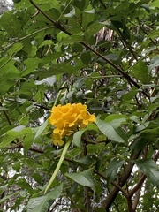 Tecoma stans