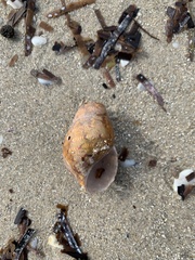 Phasianella australis