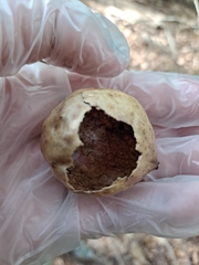 Amphibolips quercusinanis