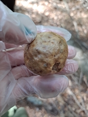 Amphibolips quercusinanis