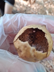 Amphibolips quercusinanis